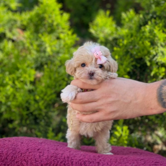 Maltipoo